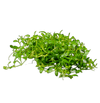 Stoffels Glossostigma elatinoides
