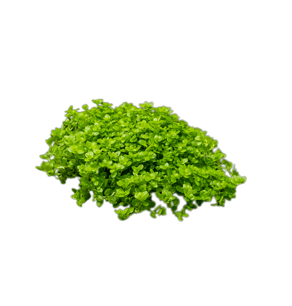 Stoffels Micranthemum callitrichoides  ( Hemianthus )