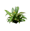 Stoffels Hygrophila corymbosa 'Siamensis'