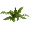 Stoffels Hygrophila pinnatifida