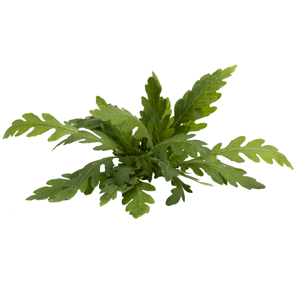 Stoffels Hygrophila pinnatifida