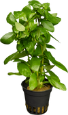 Stoffels Hygrophila polysperma
