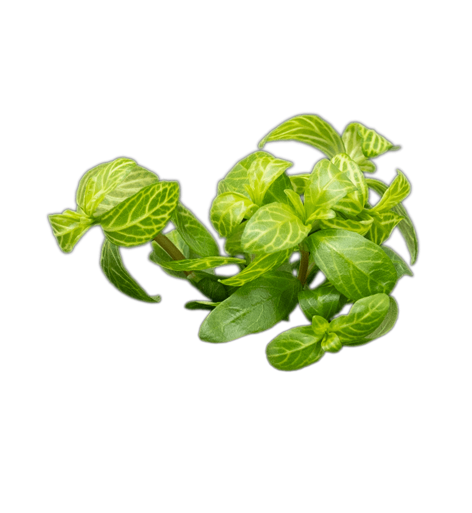 Stoffels Hygrophila polysperma 'Rosanervig'