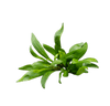 Stoffels Hygrophila ringens 'Salicifolia'