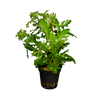 Stoffels Hygrophila difformis