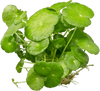 Stoffels Hydrocotyle verticillata