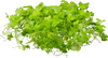 Stoffels Hydrocotyle tripartita