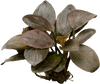 Stoffels Lagenandra meeboldii Red