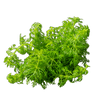 Stoffels Limnophila heterophylla