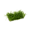 Stoffels Lilaeopsis brasiliensis auf Matte (10x15) (Novaezelandiae)