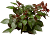 Stoffels Ludwigia palustris 'Super Red'