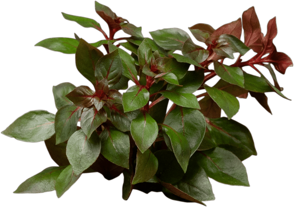 Stoffels Ludwigia palustris 'Super Red'