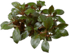 Stoffels Ludwigia repens