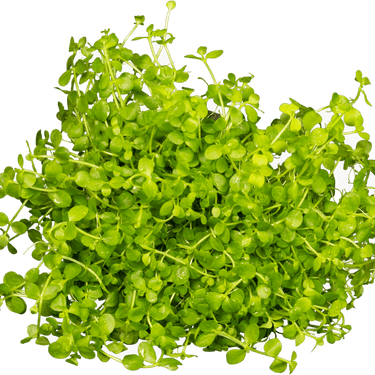 Stoffels Micranthemum tweediei