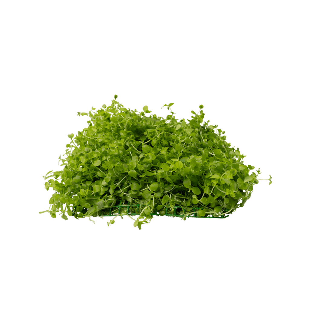 Stoffels Micranthemum tweediei auf Matte (10x11)