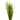 Stoffels Mayaca fluviatilis