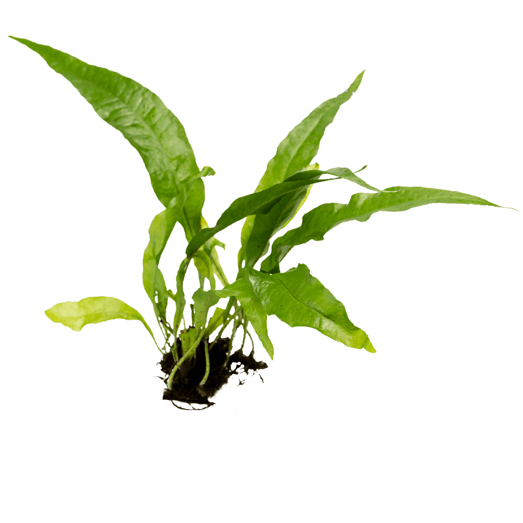 Stoffels Microsorum pteropus
