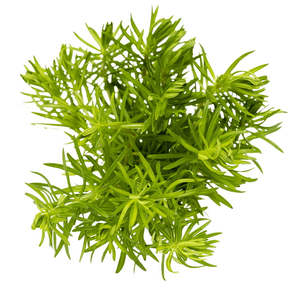 Stoffels Pogostemon erectus