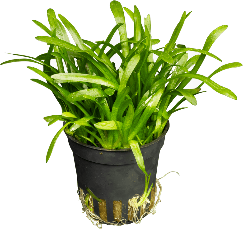 Stoffels Sagittaria subulata