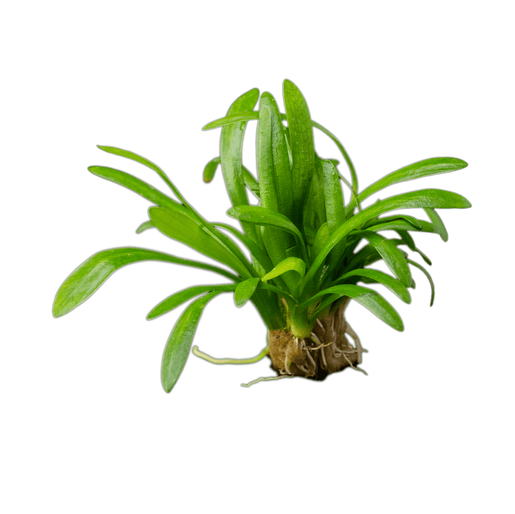 Stoffels Sagittaria teres