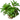Stoffels Staurogyne repens