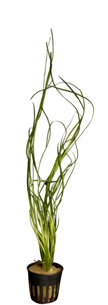 Stoffels Vallisneria nana