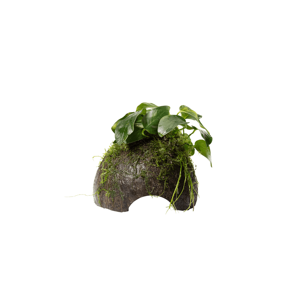 Stoffels Anubias barteri var. nana auf Kokos