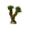 Stoffels Bonsai mit Vesicularia 'Xmas' und Anubias 'Mini'