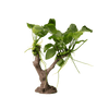 Stoffels Anubias barteri var. nana auf Kunstoffbaum