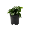 Stoffels Anubias barteri var. nana XL