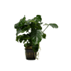 Stoffels Anubias barteri var. barteri XL