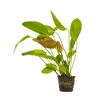 Stoffels Echinodorus x barthii (Osiris Doppelrot) XL