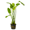 Stoffels Echinodorus 'Rosé' XL