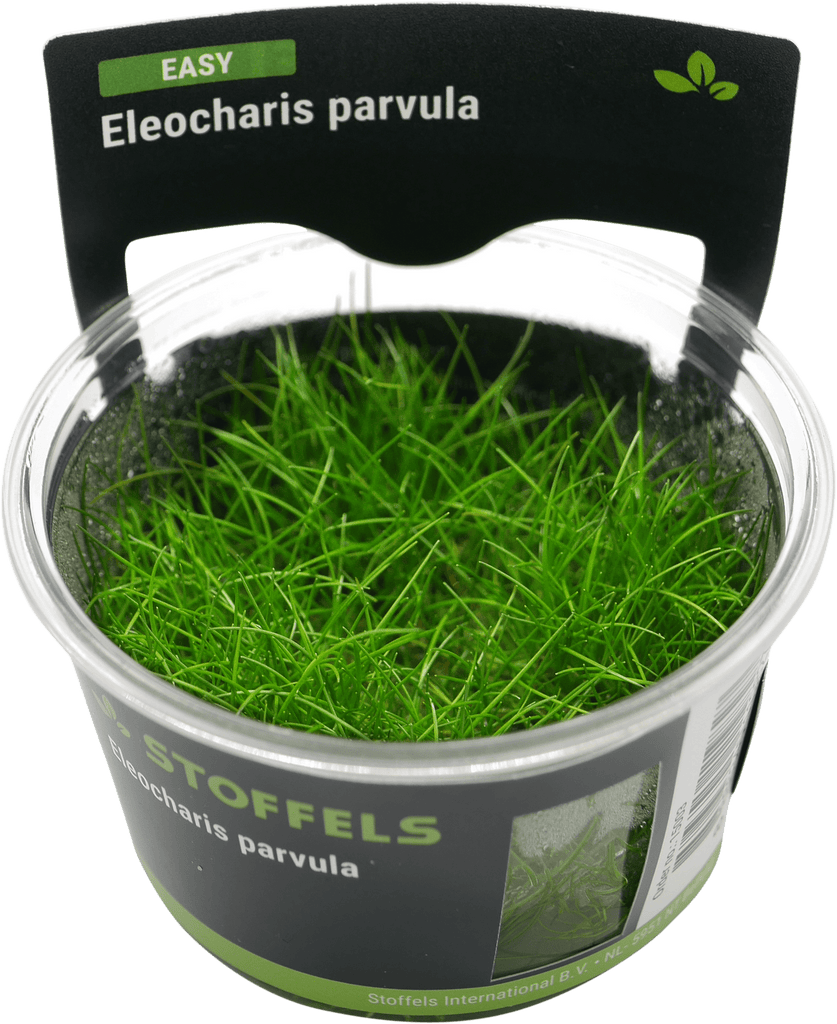 Stoffels Eleocharis parvula in-vitro