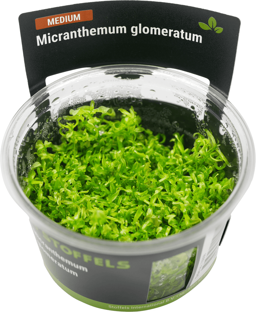 Stoffels Micranthemum glomeratum in-vitro