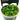 Stoffels Rotala indica in-vitro (Bonsai)