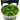 Stoffels Rotala indica in-vitro (Bonsai)