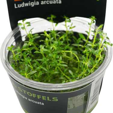 Stoffels Ludwigia arcuata in-vitro