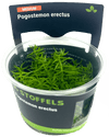 Stoffels Pogostemon erectus in-vitro