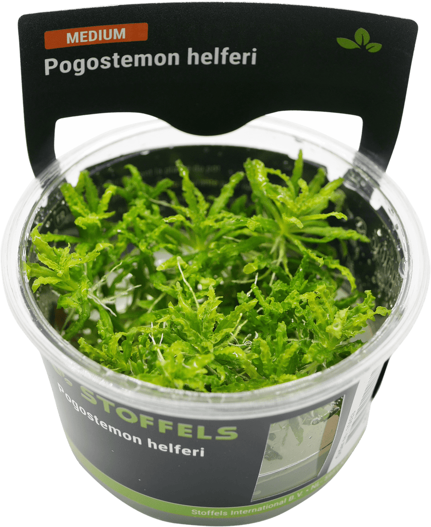 Stoffels Pogostemon helferi in-vitro