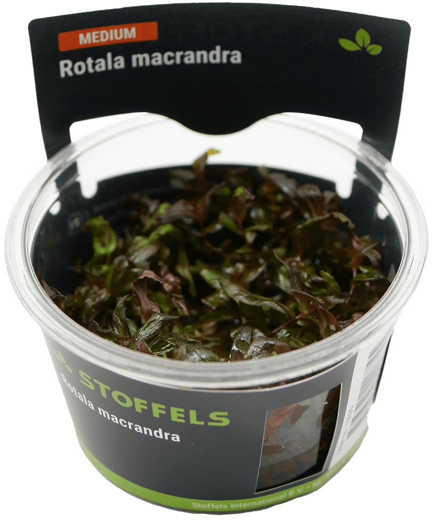 Stoffels Rotala macrandra in-vitro