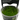 Stoffels Vesicularia ferriei 'Weeping Moss' in-vitro