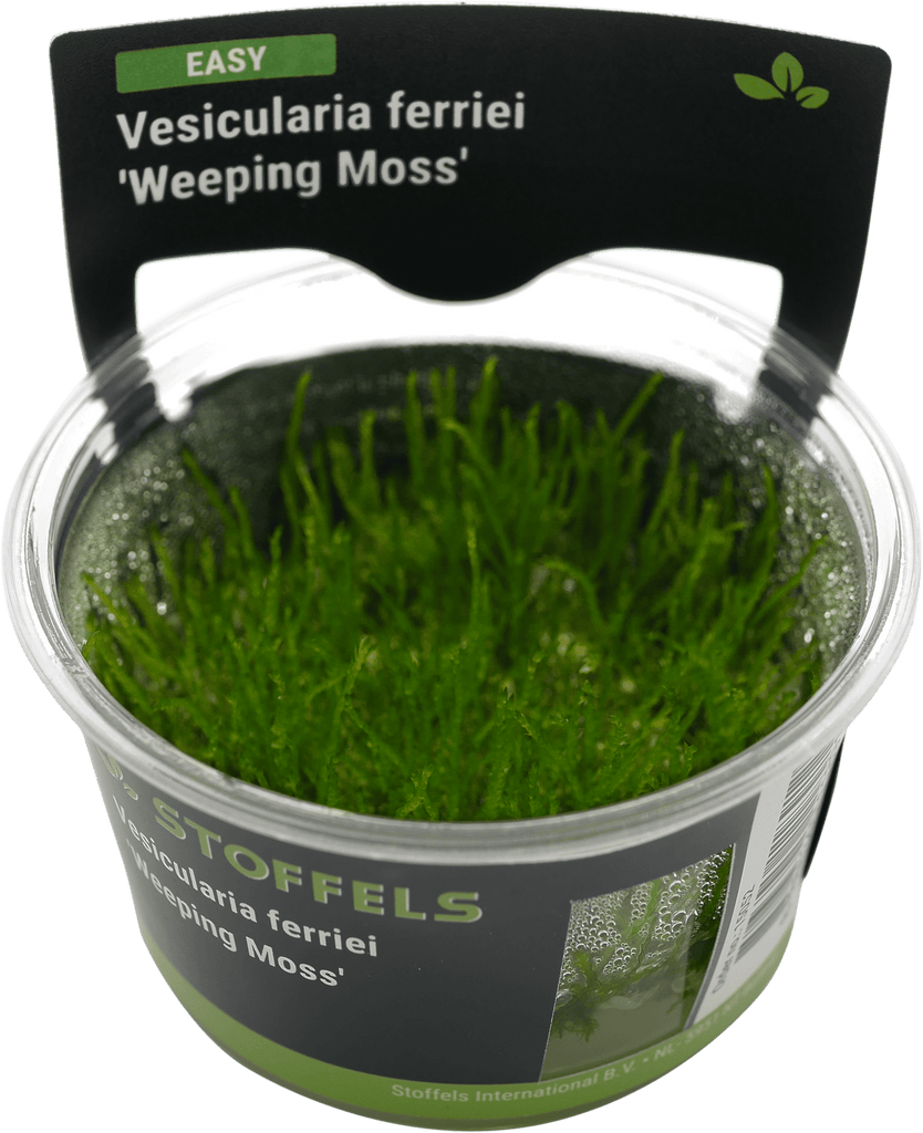 Stoffels Vesicularia ferriei 'Weeping Moss' in-vitro