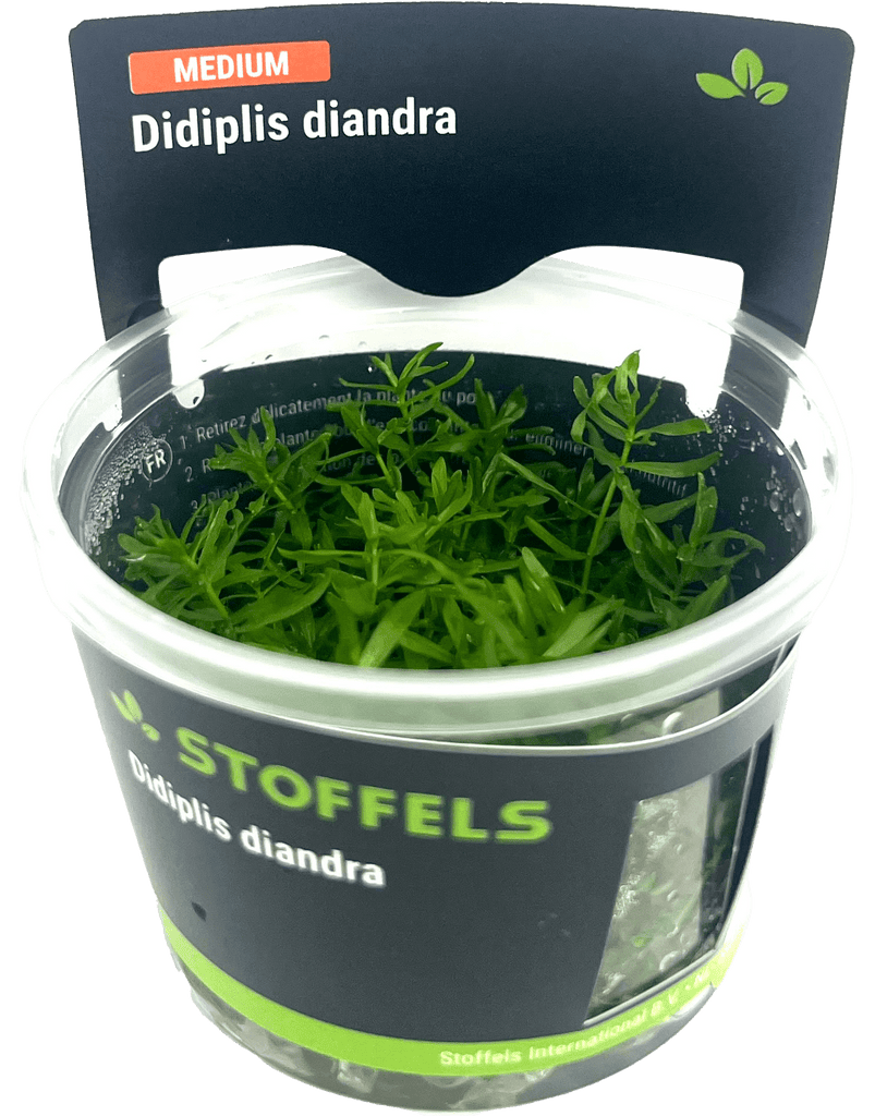 Stoffels Didiplis diandra in-vitro