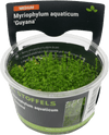 Stoffels Myriophylum aquaticum 'Guyana' in-vitro