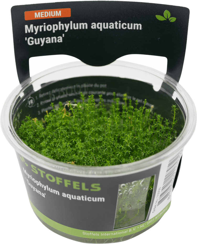 Stoffels Myriophylum aquaticum 'Guyana' in-vitro