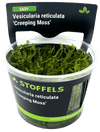 Stoffels Vesicularia reticulata 'Creeping Moss' in-vitro