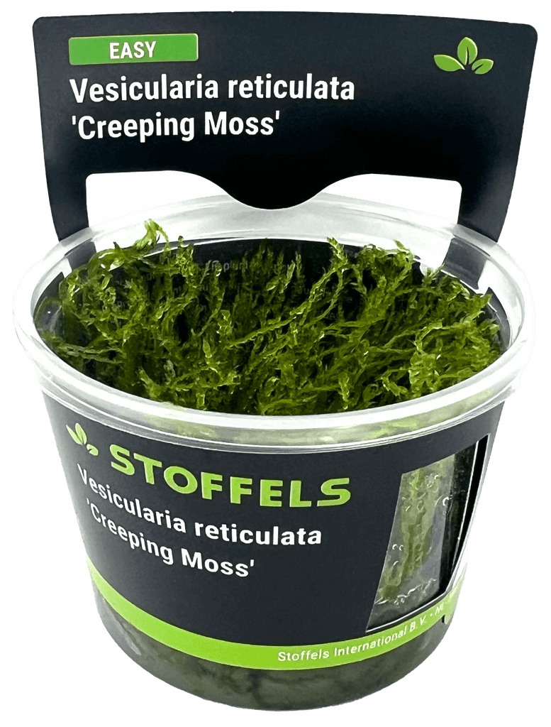 Stoffels Vesicularia reticulata 'Creeping Moss' in-vitro