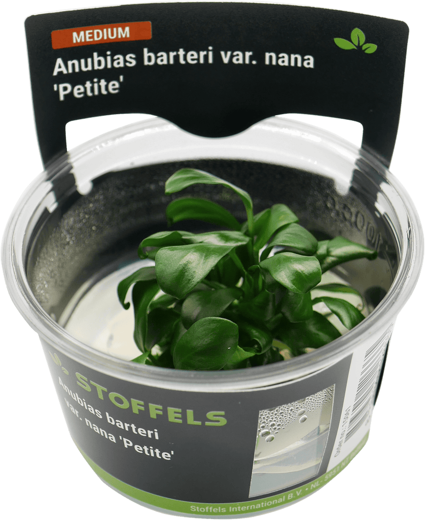 Stoffels Anubias barteri 'Petite' In-vitro