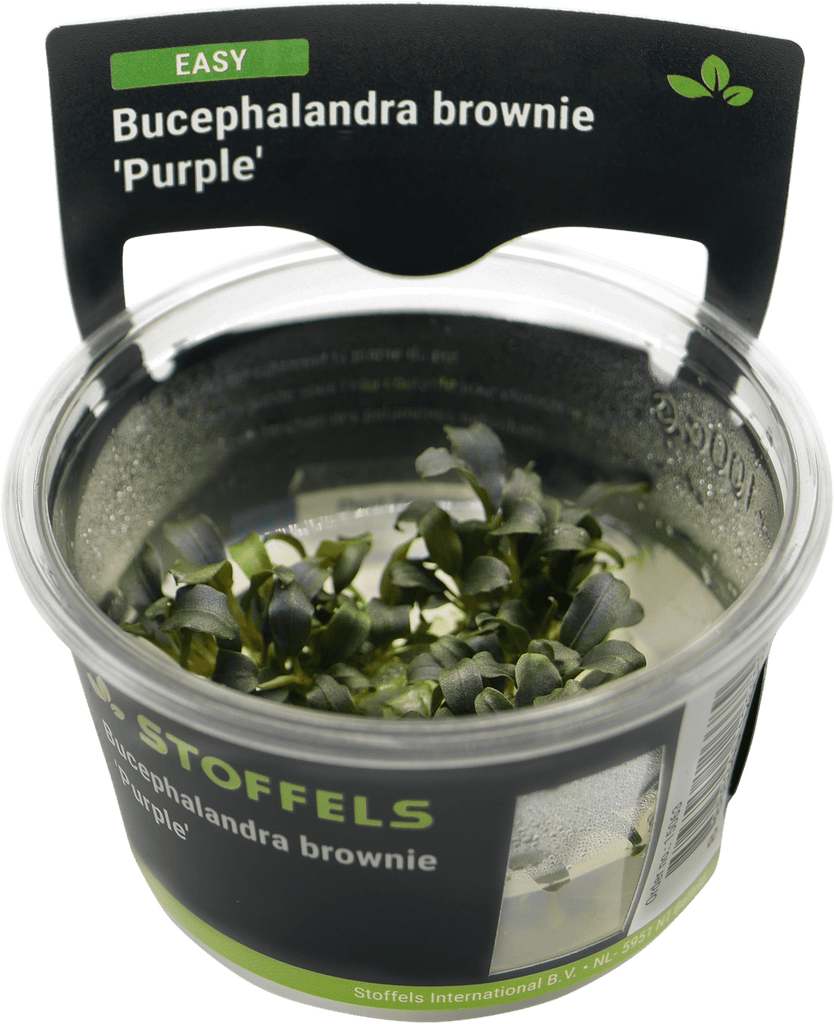 Stoffels Bucephalandra brownie 'Purple' In-vitro